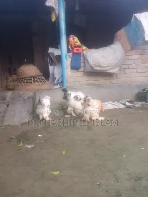 ব্রাহমা মুরগী