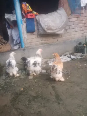 ব্রাহমা মুরগী
