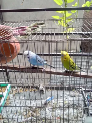 Rainbow Budgerigar Cross Pair