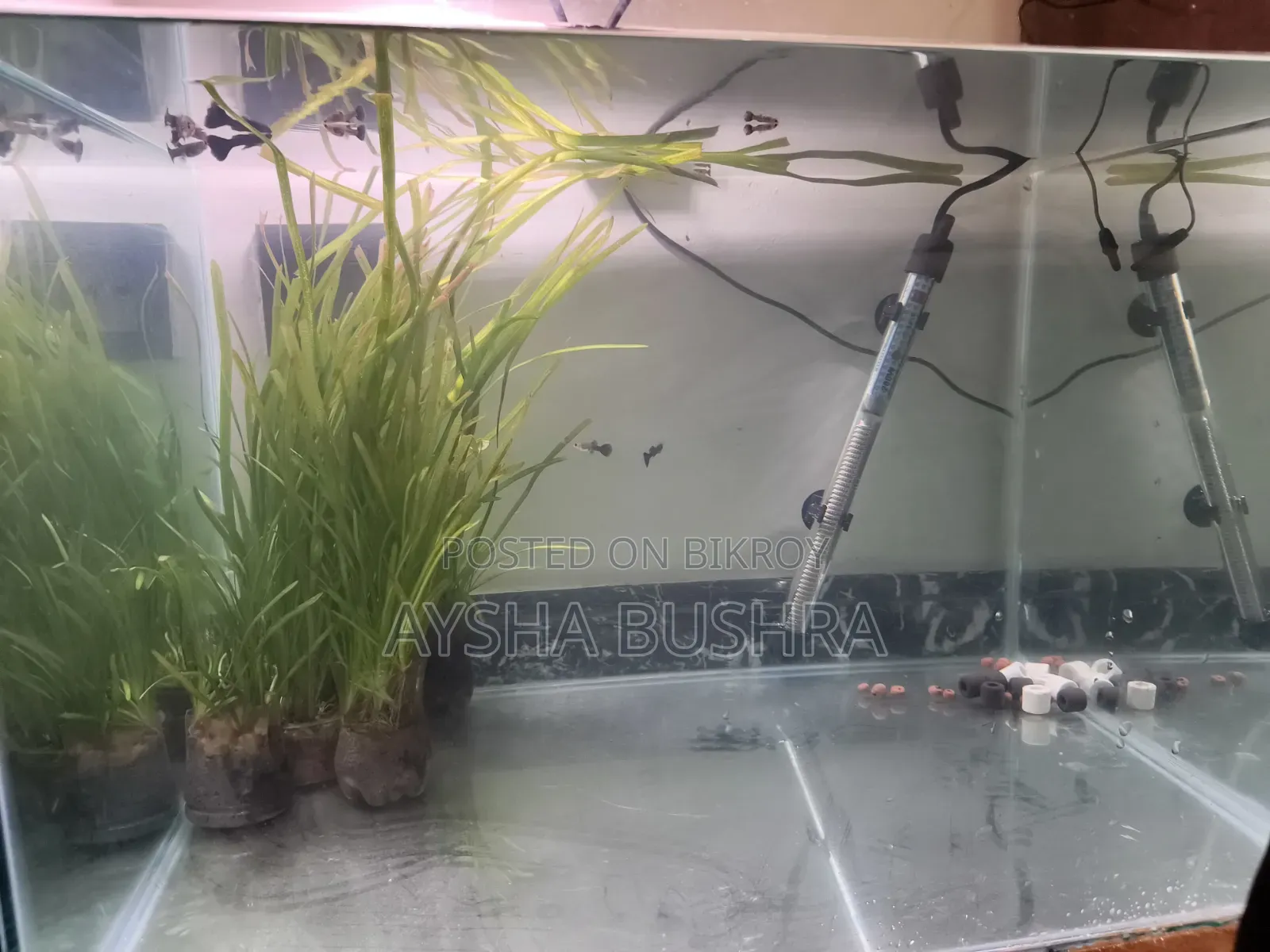 Aquarium Empty Tank