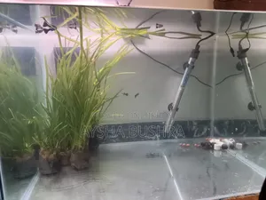 Aquarium Empty Tank
