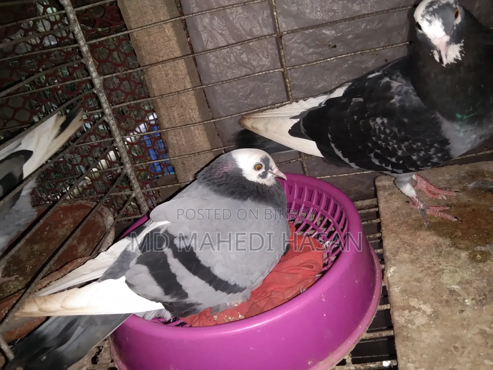 Running pigeon sitting on eggs