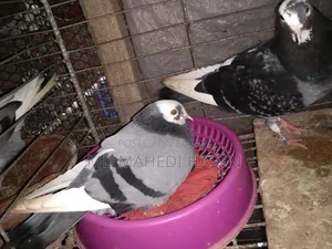 Running pigeon sitting on eggs