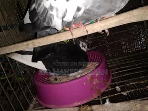 Running pigeon sitting on eggs