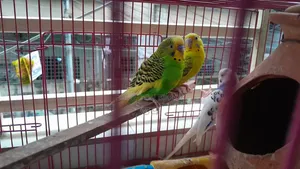 ৩ পিস বাজরিগার