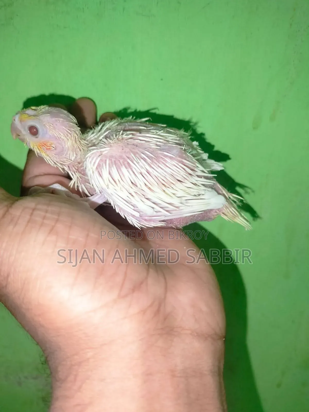 Lutino and Tame Size Baby
