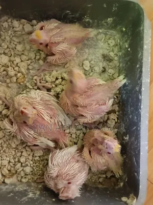 Lutino and Tame Size Baby