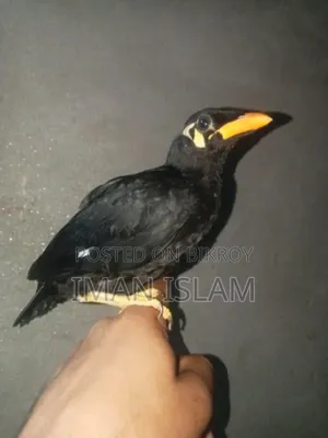 ইন্ডিয়ান ময়না