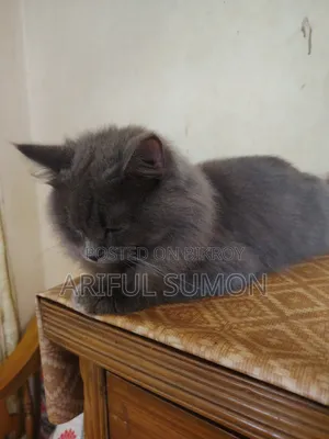 ১+ বছর বয়সী পুরুষ বিশুদ্ধ জাতের পার্সিয়ান