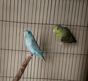 Forpus Birds
