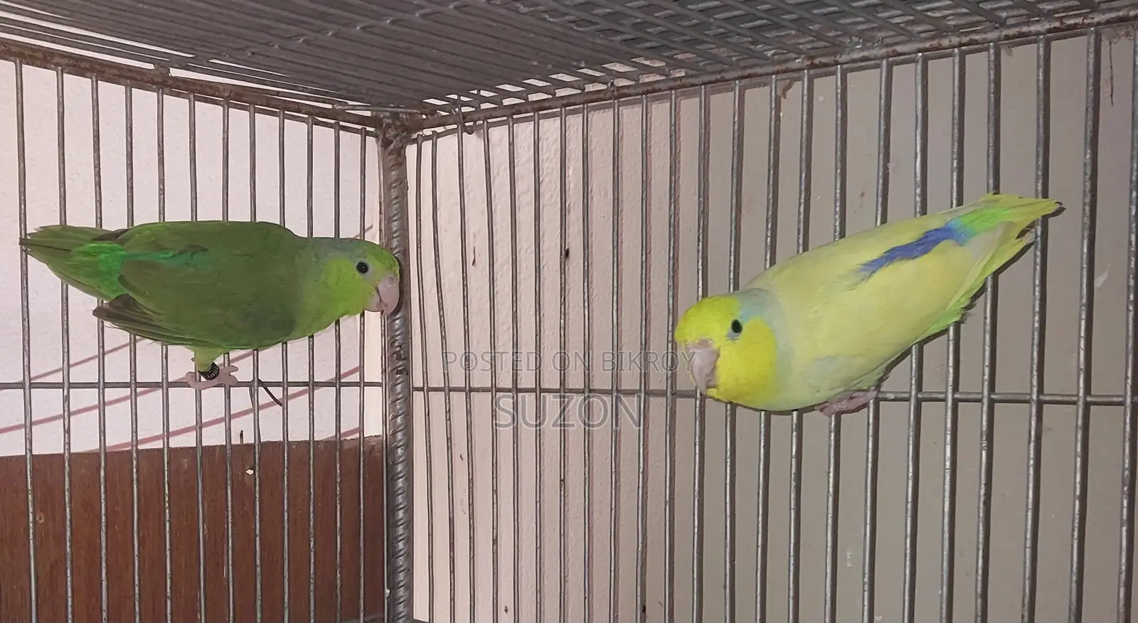 Forpus Birds