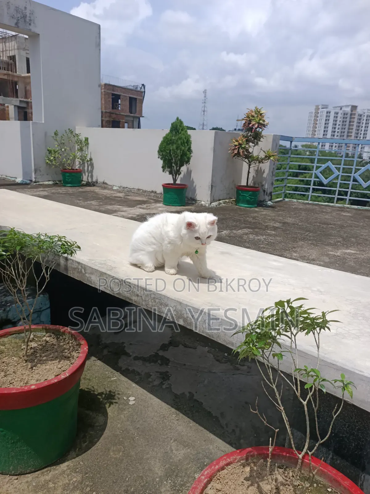 ৩-৬ মাস বয়সী মহিলা খাঁটি পার্সিয়ান