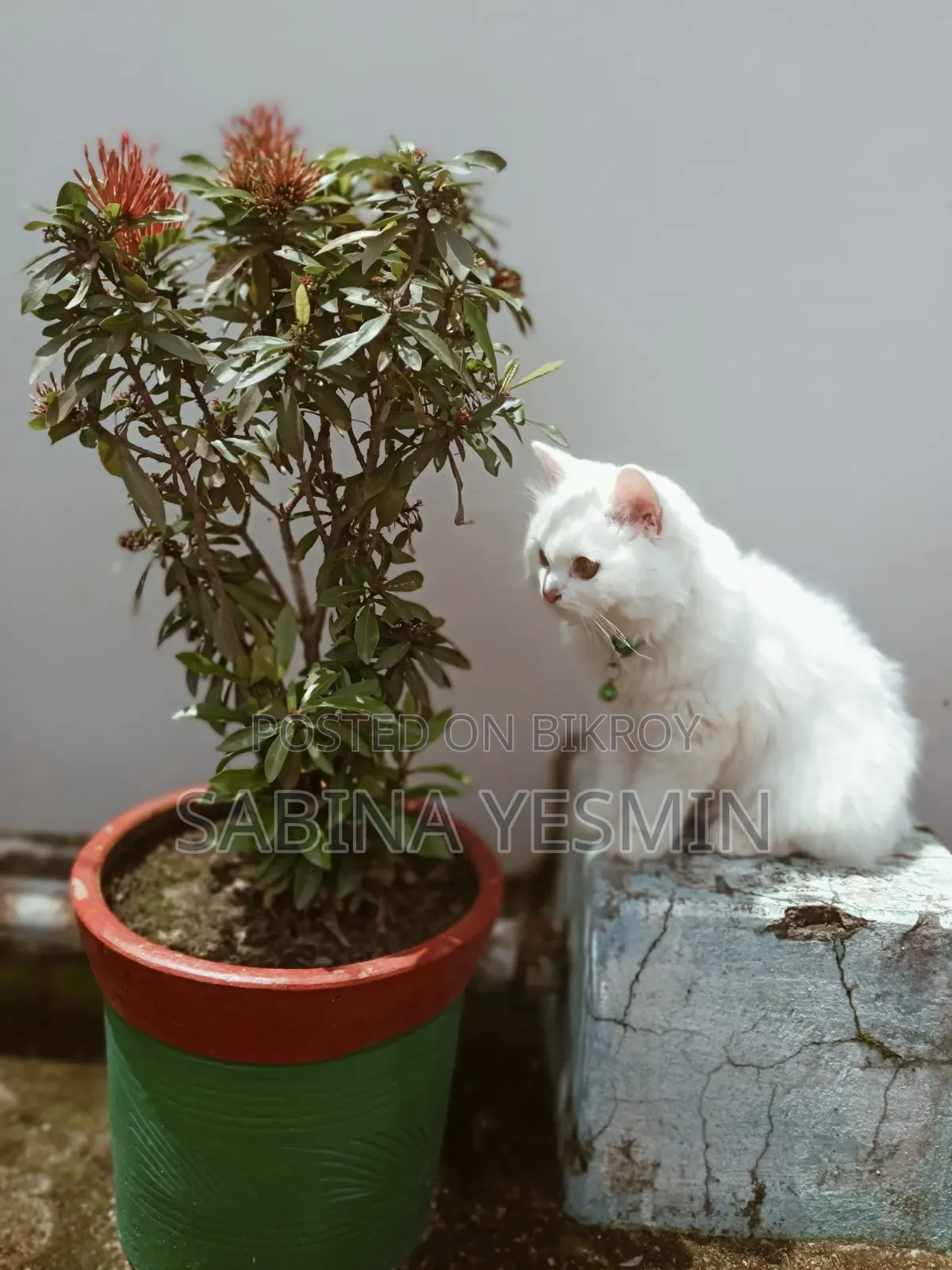৩-৬ মাস বয়সী মহিলা খাঁটি পার্সিয়ান