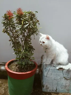 ৩-৬ মাস বয়সী মহিলা খাঁটি পার্সিয়ান