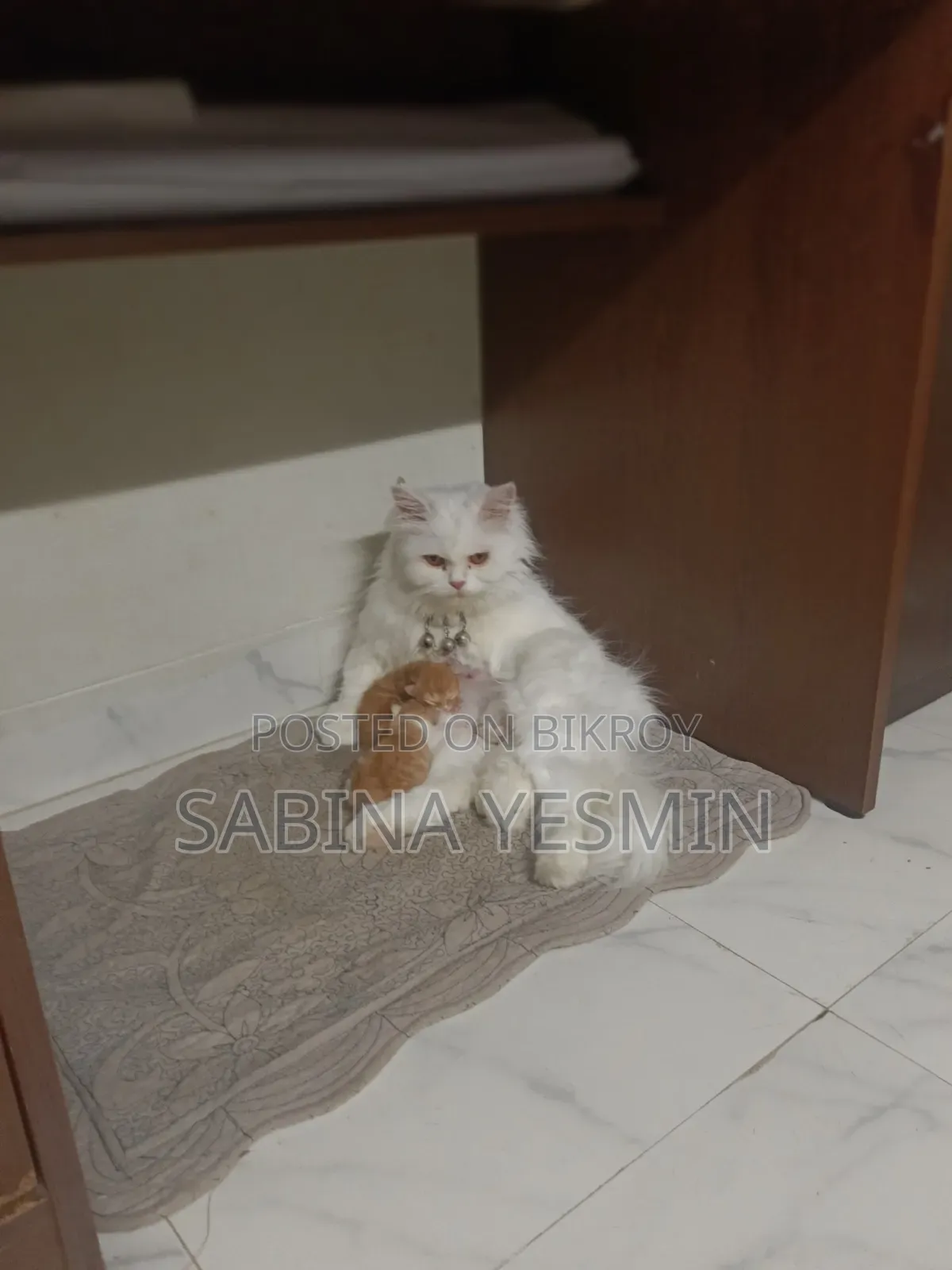 1+ Year Female Purebred Persian