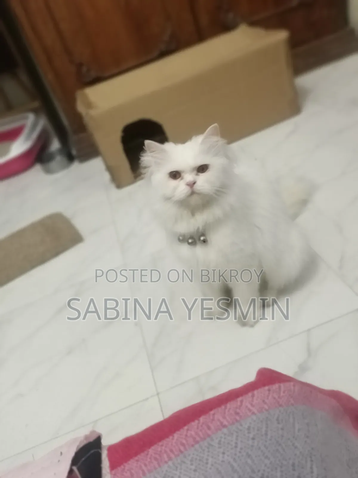 1+ Year Female Purebred Persian