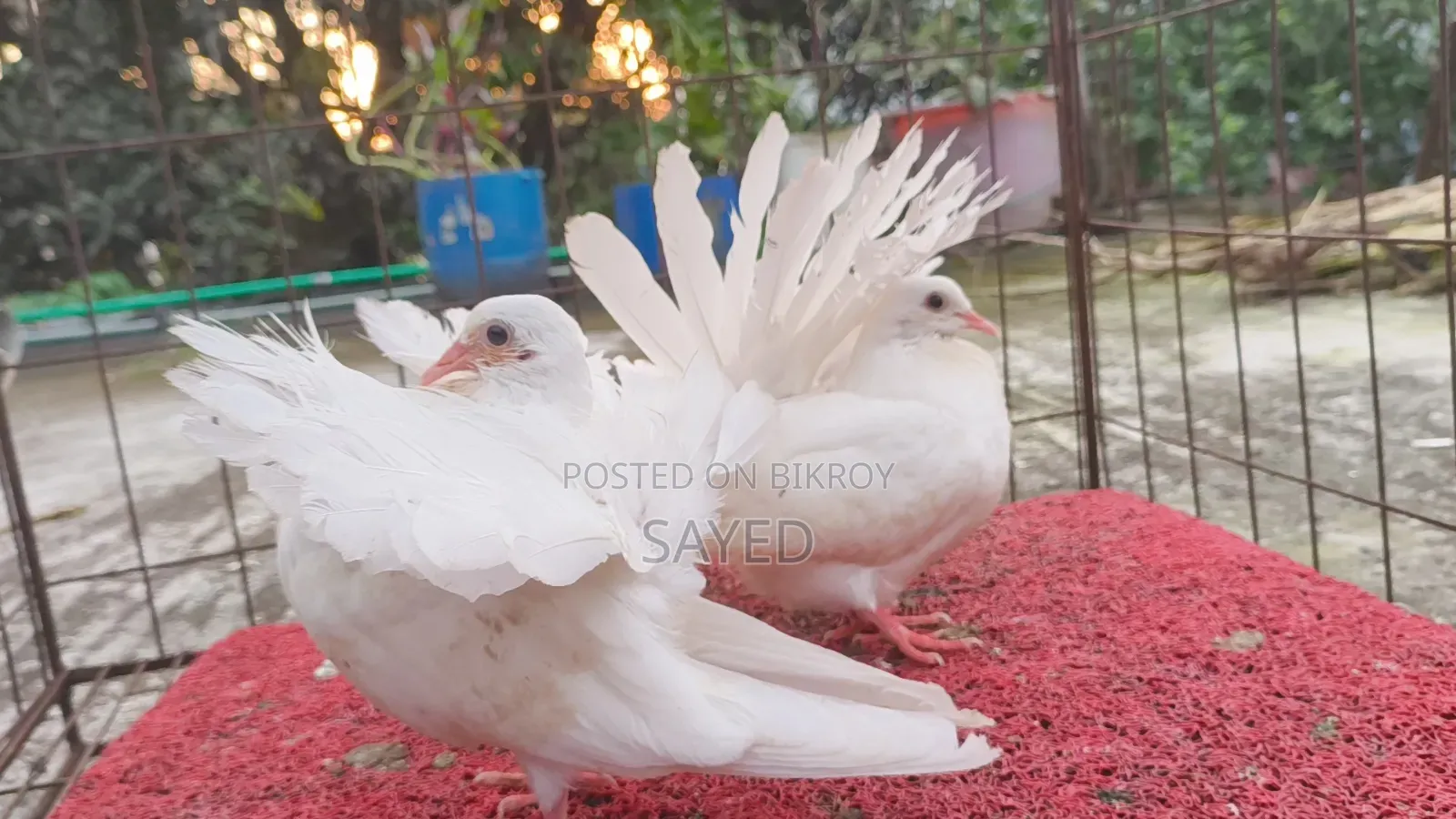 White English Fantail Baby