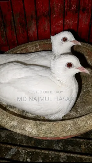 অস্ট্রেলিয়ান এবং মালোই শিয়ান ঘুঘু পাখি