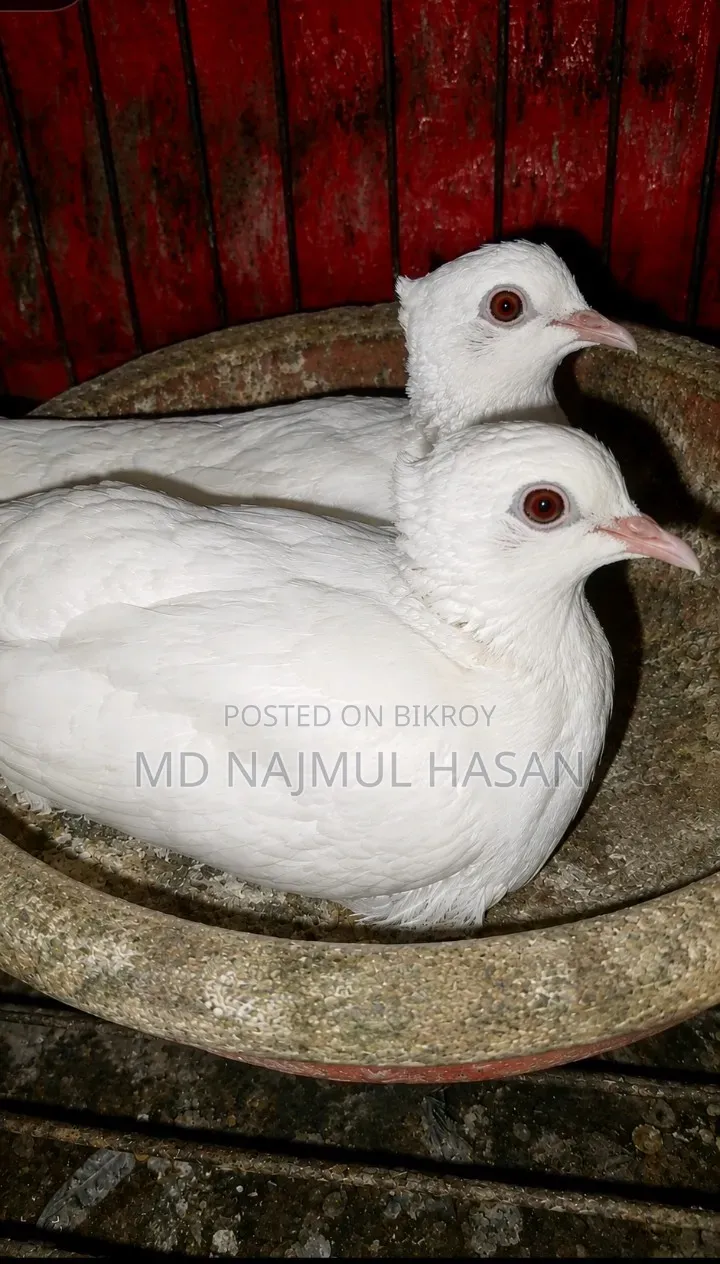 অস্ট্রেলিয়ান এবং মালোই শিয়ান ঘুঘু পাখি