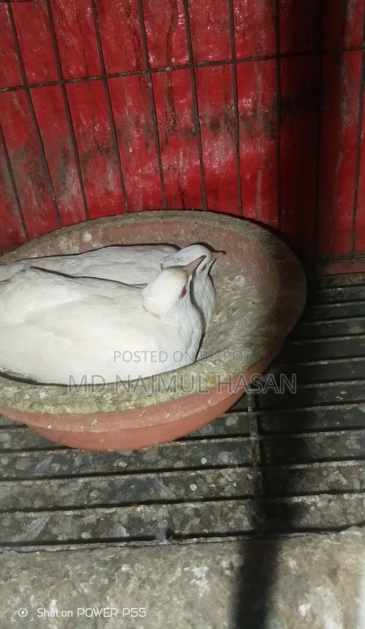 অস্ট্রেলিয়ান এবং মালোই শিয়ান ঘুঘু পাখি