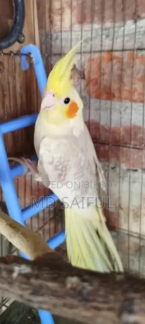 ককাটেল পাখির বাচ্চা