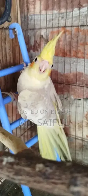 ককাটেল পাখির বাচ্চা