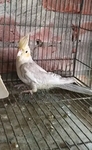 ককাটেল পাখির বাচ্চা