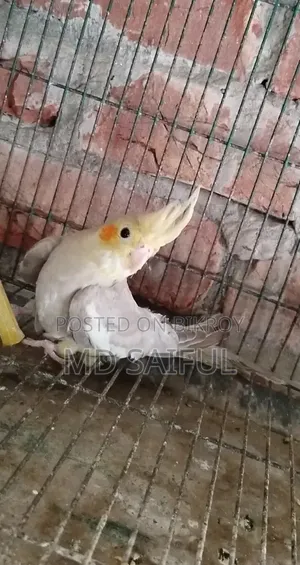 ককাটেল পাখির বাচ্চা
