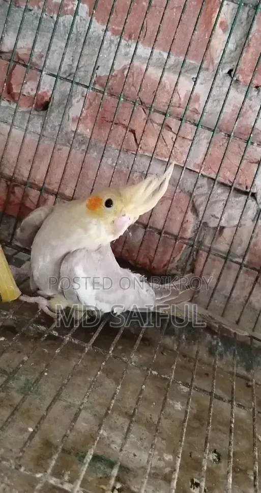 ককাটেল পাখির বাচ্চা