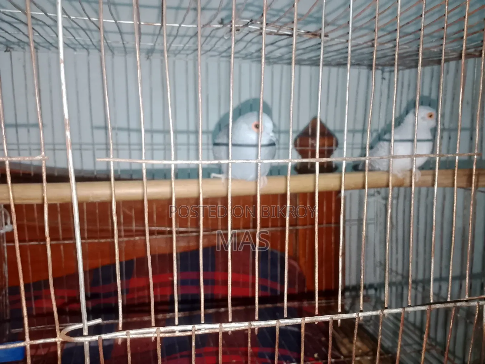 Diamond Dove for Sale