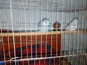 Diamond Dove for Sale