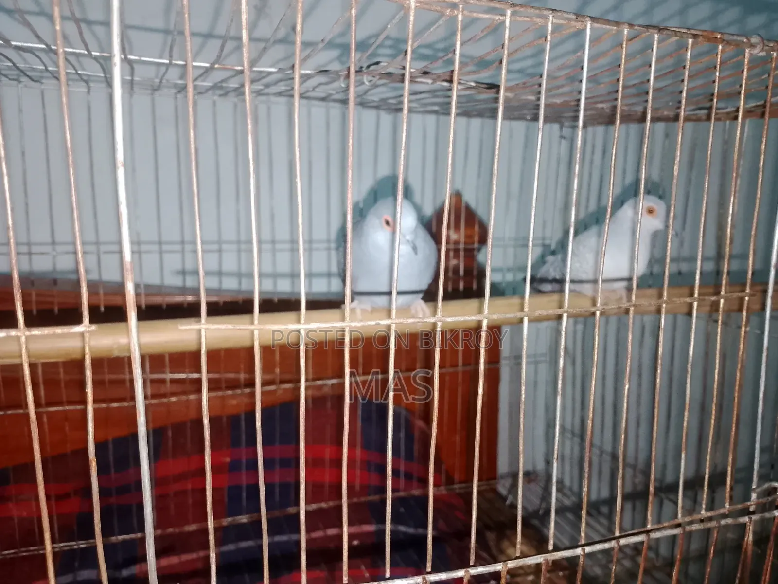 Diamond Dove for Sale