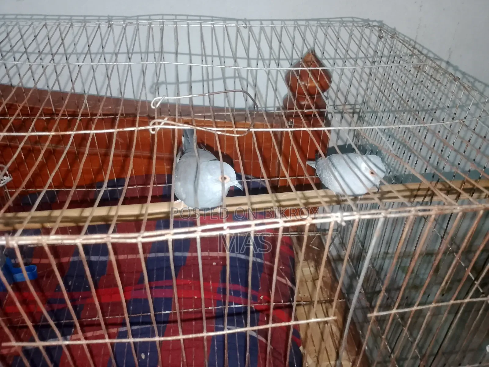 Diamond Dove for Sale