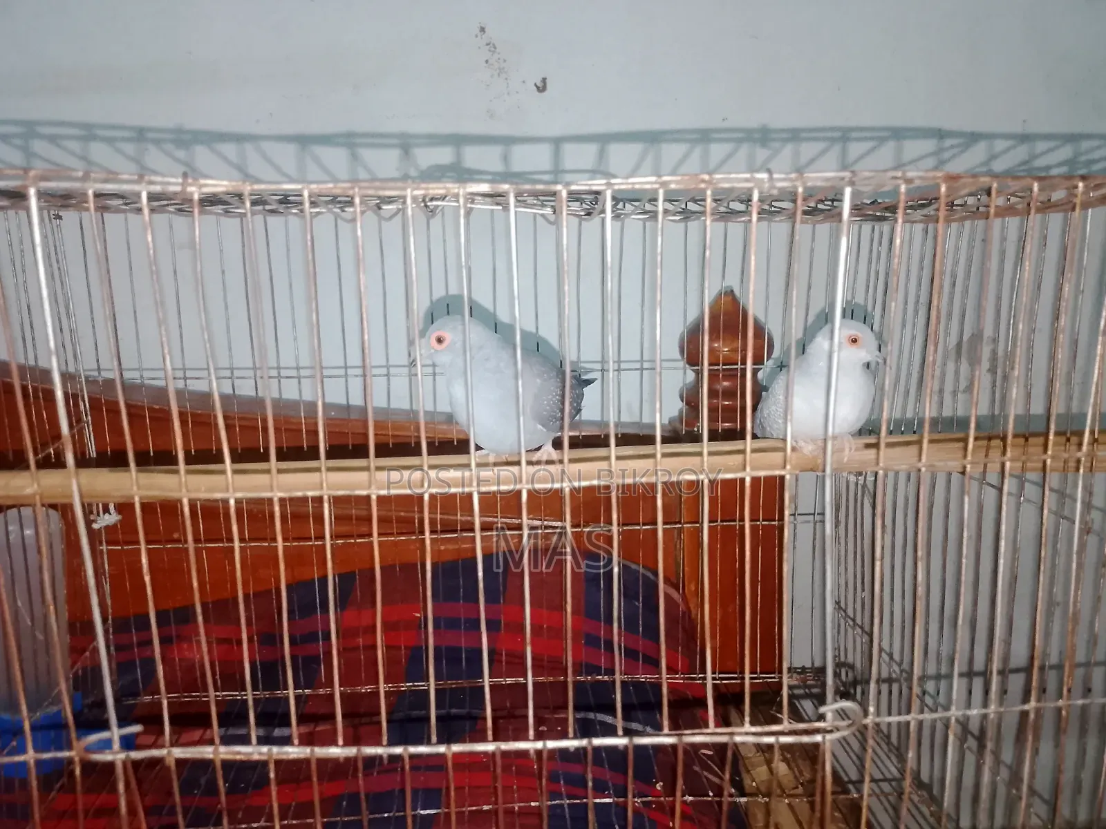 Diamond Dove for Sale
