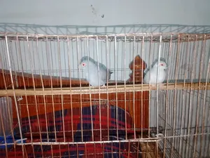 Diamond Dove for Sale