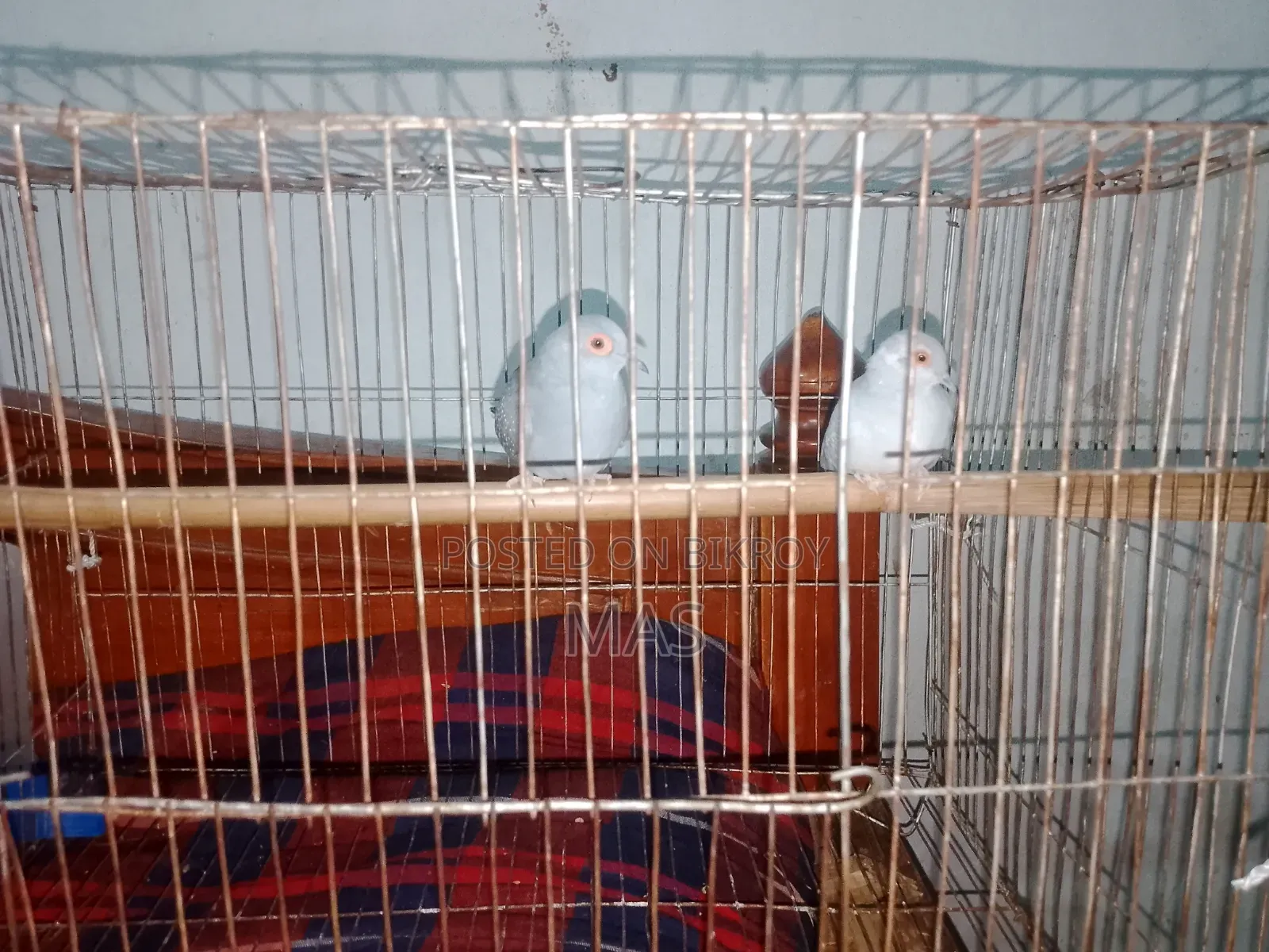 Diamond Dove for Sale