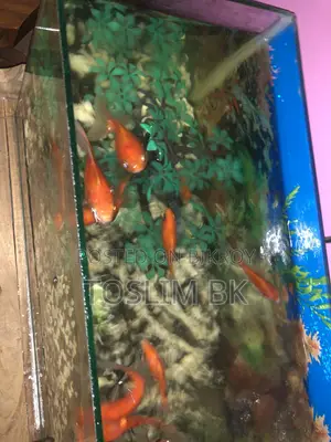 একুরিয়াম বিক্রি হবে