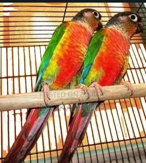 Double Red Factor Greencheek Conure