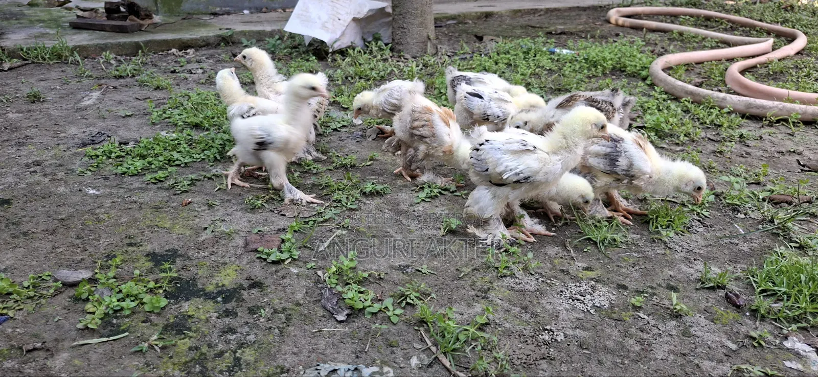 Chicken Chick