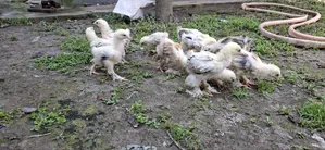 Chicken Chick