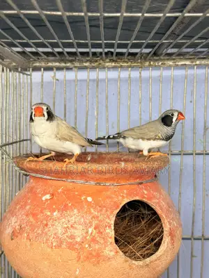 Zebra Finch Master Pair