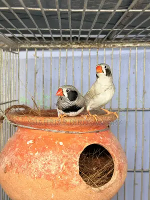 Zebra Finch Master Pair