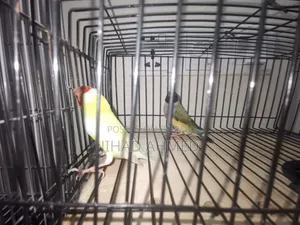 ৫ জোড়া পেয়ার রানিং গোল্ডিয়ান হাত বদল হবে