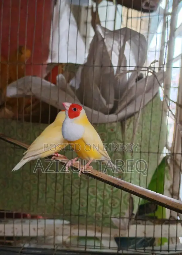 ইয়েলো গোল্ডিয়ান অ্যাডাল্ট জোড়া