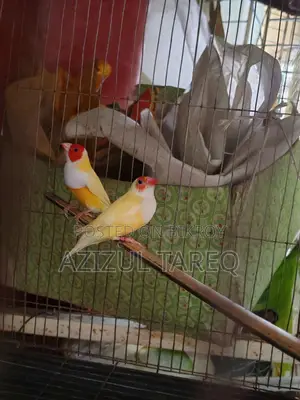 ইয়েলো গোল্ডিয়ান অ্যাডাল্ট জোড়া
