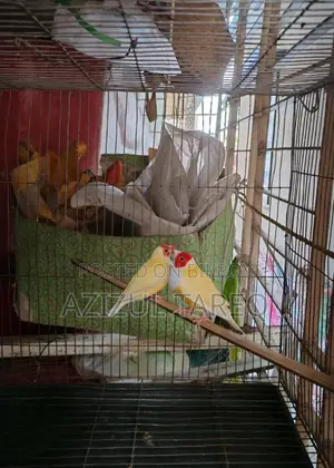 ইয়েলো গোল্ডিয়ান অ্যাডাল্ট জোড়া