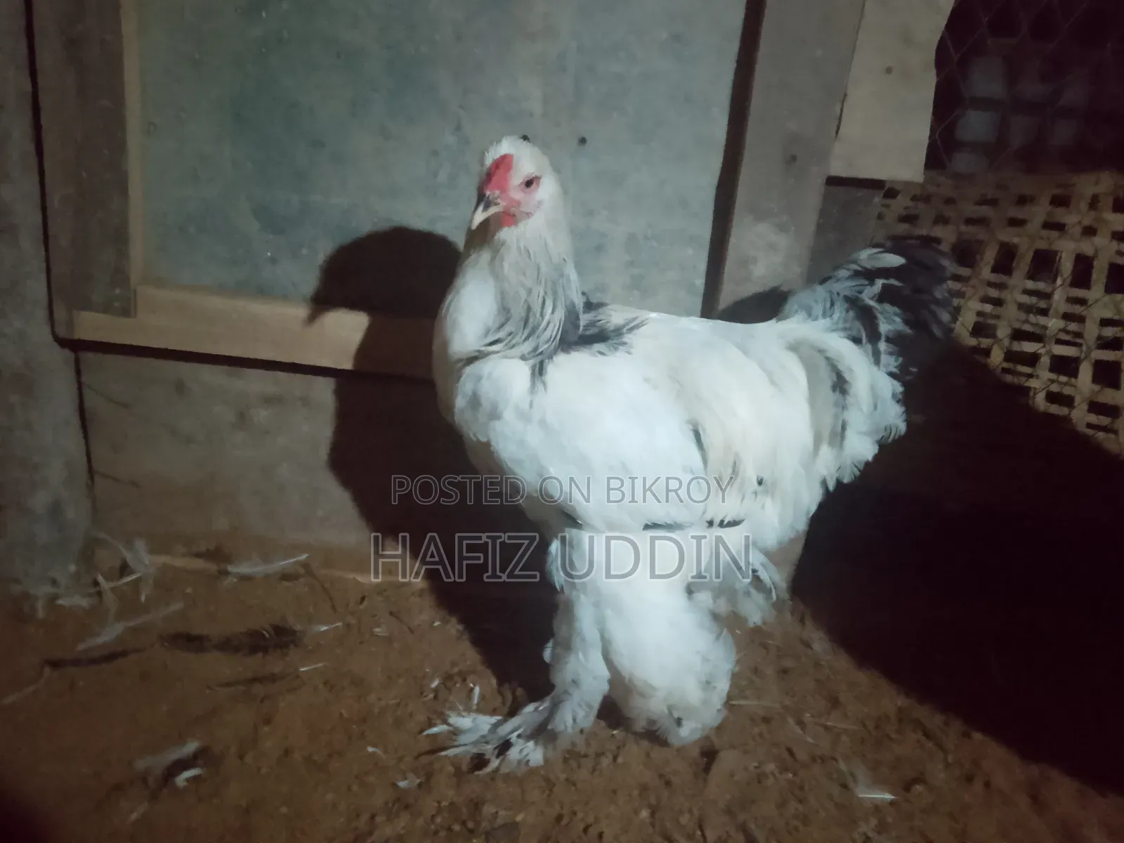 Brahma and Muscovy Duck