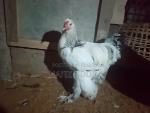 Brahma and Muscovy Duck