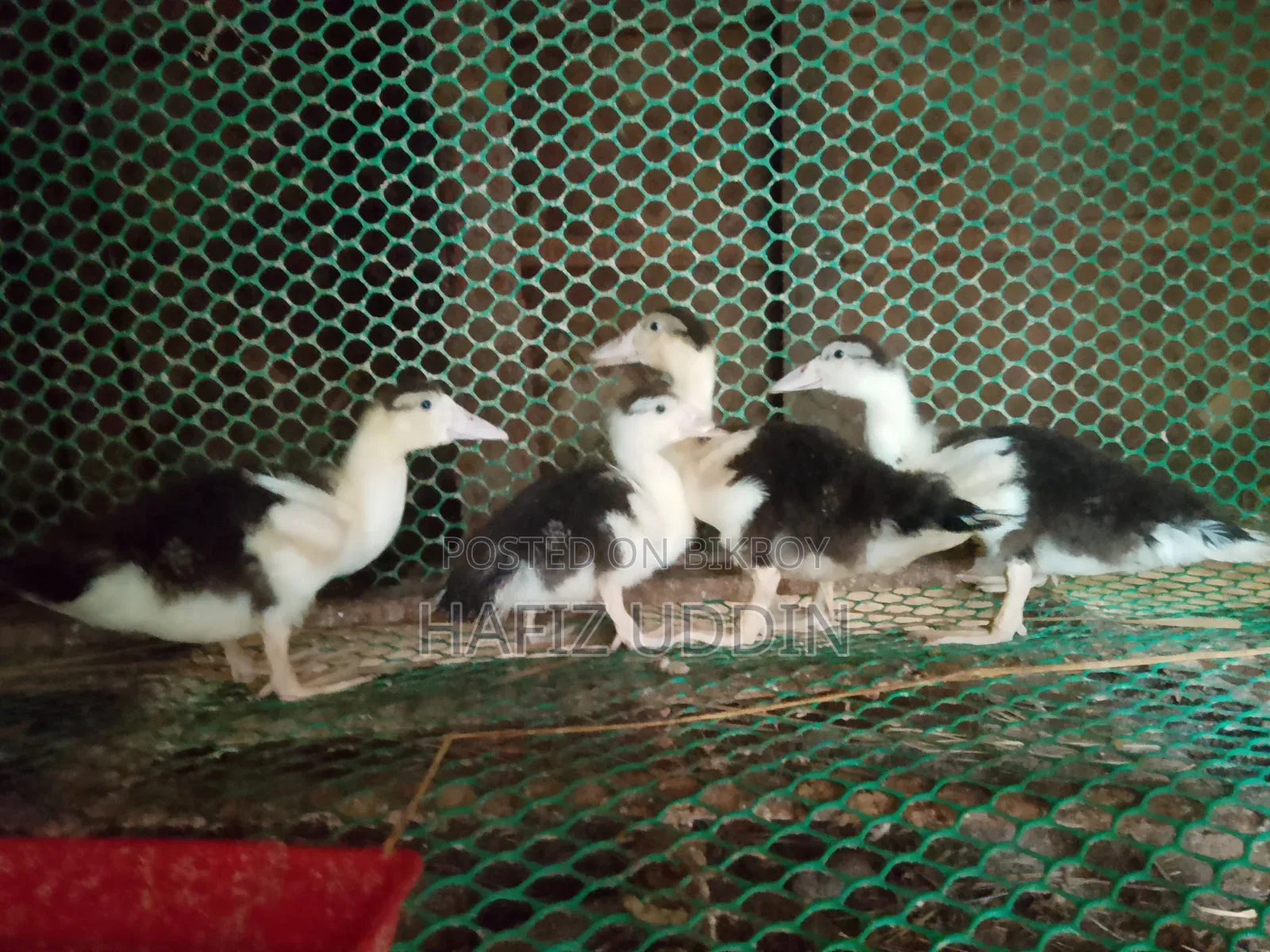 Brahma and Muscovy Duck