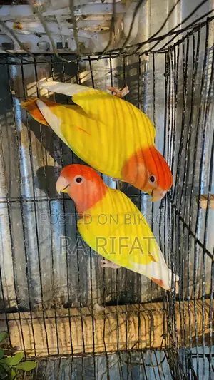 লাভ বার্ড নন ফিশার মাস্টার পেয়ার